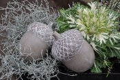 Majas cottage -ekollon-acorn