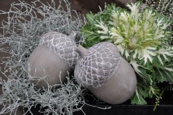 Majas cottage -ekollon-acorn