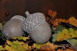 Majas cottage -ekollon-acorn