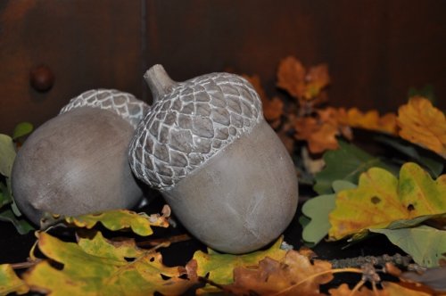 Majas cottage -ekollon-acorn