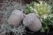 Majas cottage -ekollon-acorn